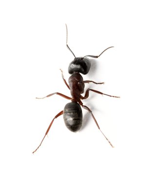 Ant clipart