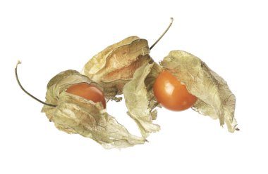 Physalis