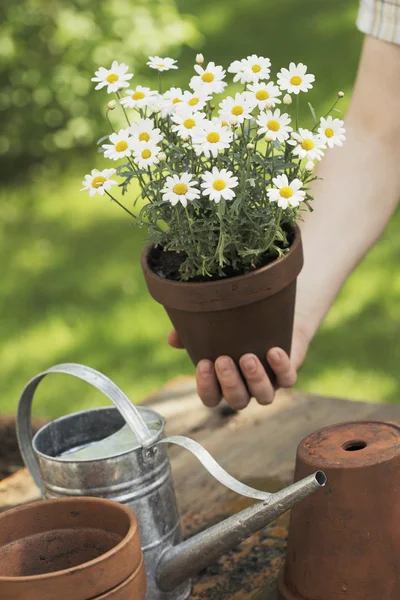 stock image Flowers