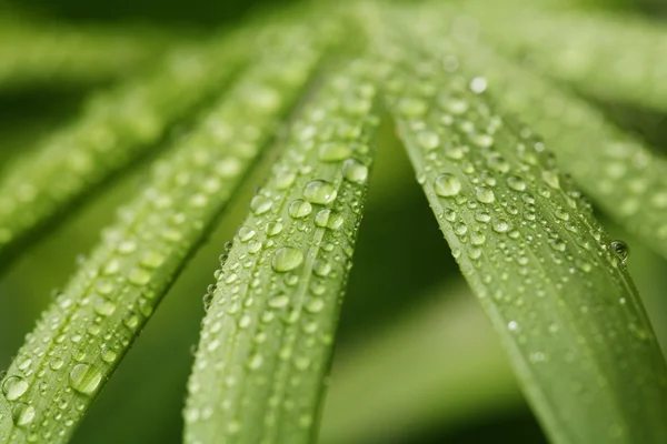 Droplets on leafs — Stock Photo, Image