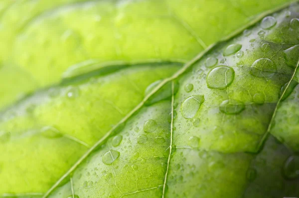 Droplets on a leaf — Stock Photo, Image
