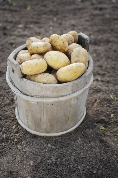 Stock image Potatoes