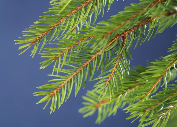Spruce — Stock Photo, Image