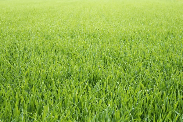 Græsset baggrund - Stock-foto