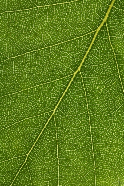 Fechar de uma folha de vidoeiro — Fotografia de Stock