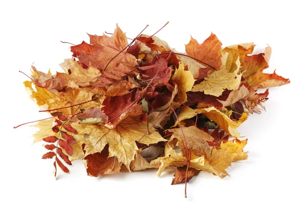 stock image Autumn leaves