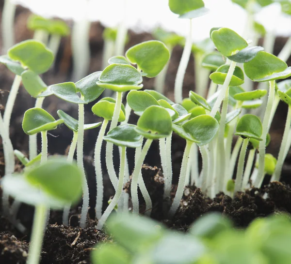 Seedlings — Stock Photo, Image
