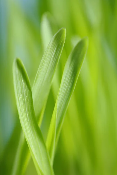 Barley seedlings — Stock Photo, Image