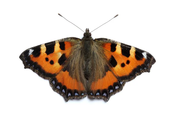 stock image Small Tortoiseshell butterfly