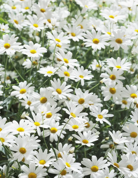 Summer flowers — Stock Image Summer flowers Royalty Free Stock Photos