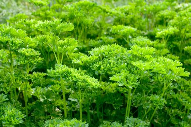 Parsley (Petroselinum crispum) clipart