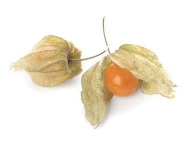 Physalis