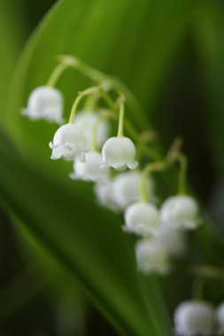 Lily of the Valley clipart