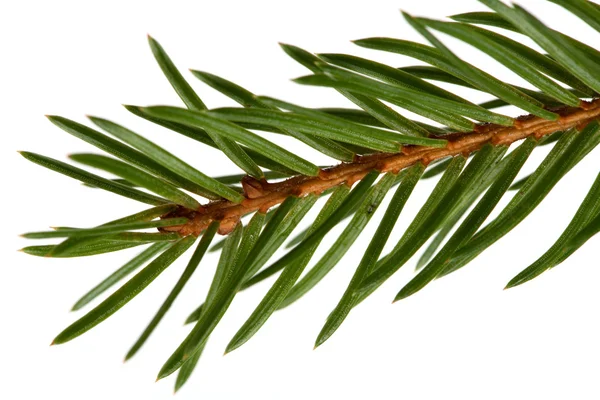 Spruce tree detail — Stock Photo, Image