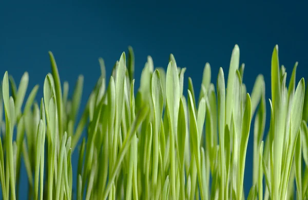 stock image Young barley