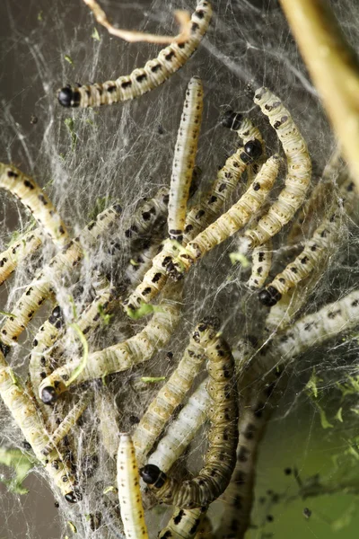 Gewone vogelkers nachtvlinder larven — Stockfoto