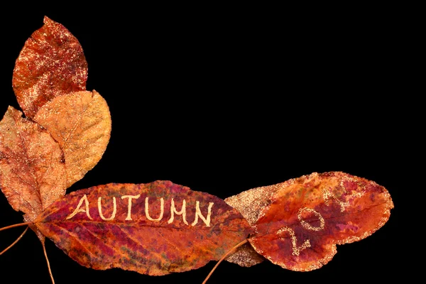 Autumn 2010 - leaves on black — Stock Photo, Image