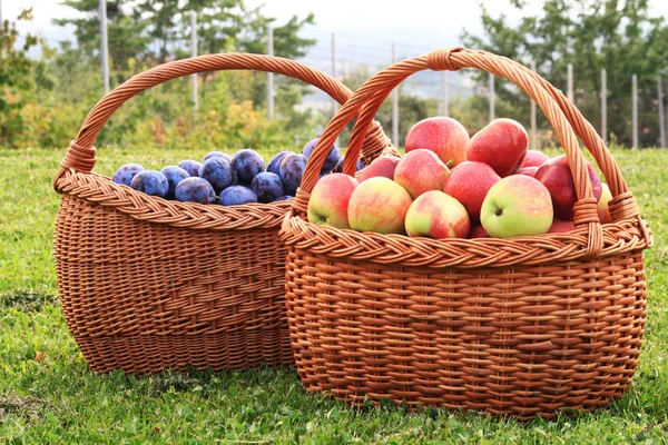 Pommes et prunes en paniers — Photo