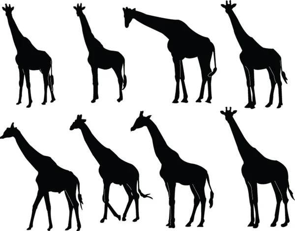 Collezione giraffa silhouette — Vettoriale Stock