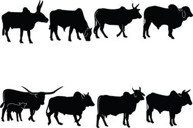 Zebu collection clipart