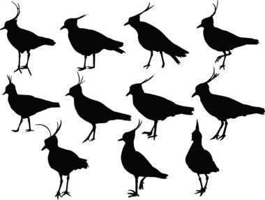 Lapwings collection clipart