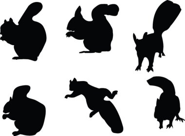 Squirrels collection clipart