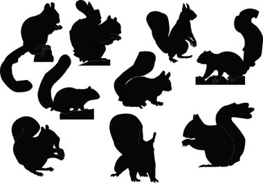 Squirrels collection clipart