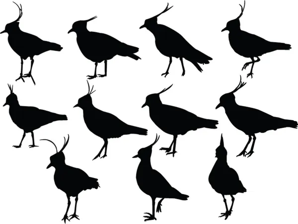 Lapwings collection — Stock Vector