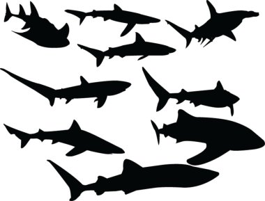 Köpekbalıkları koleksiyonu