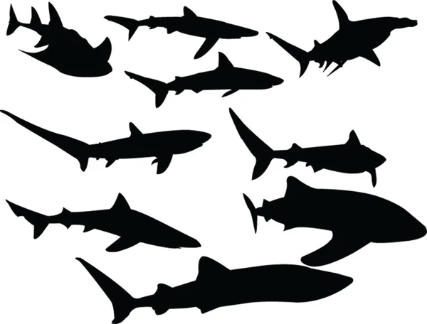 Коллекция акул — стоковое фото