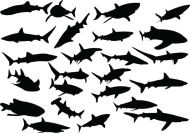 Sharks collection clipart