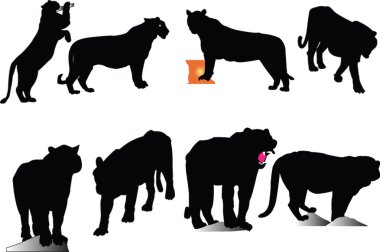 Bengal tiger collection clipart