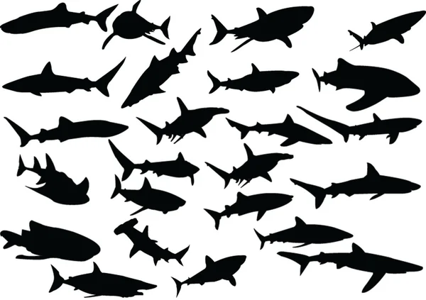 Sharks collection — Stock Vector