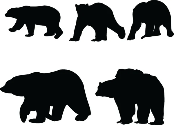 Collection d'ours de mer — Image vectorielle