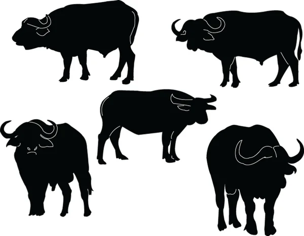 Buffalo kolekce — Stockový vektor