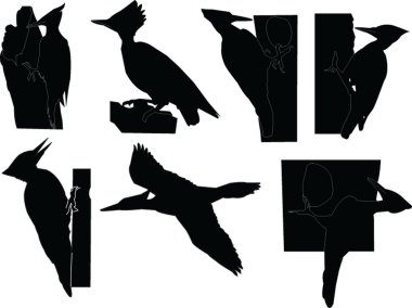 Woodpeckers collection clipart