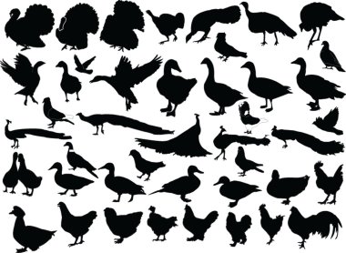 Poultry collection clipart