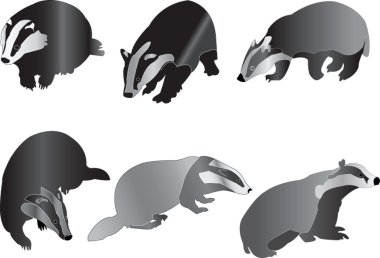 Badgers collection clipart