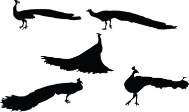 Peafowl silhouettes clipart