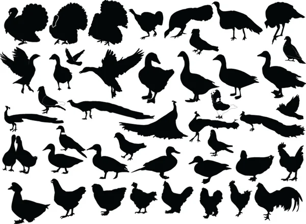 家禽のコレクション — ストックベクタ