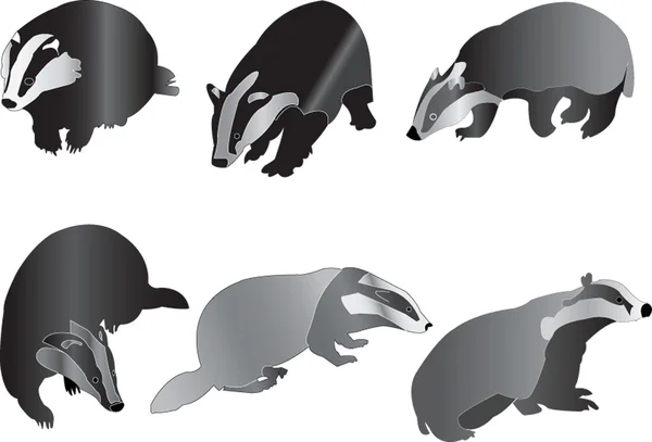 Badgers collection — Stock Vector