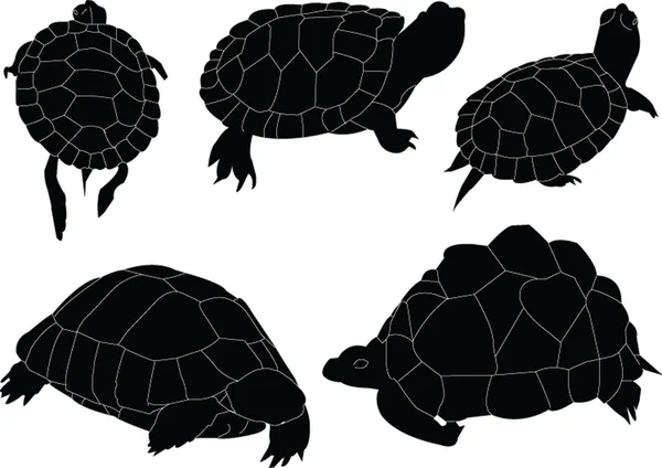 Kaplumbağalar resim koleksiyonu — Stok Vektör