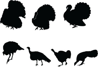 Turkey collection clipart