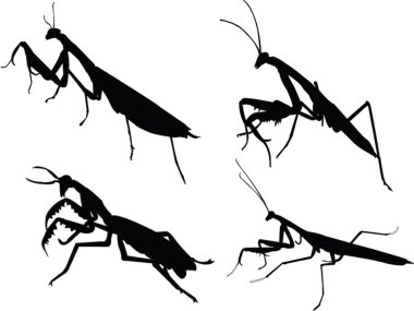 Devotee bug silhouette clipart
