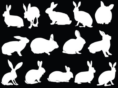 Tavşan koleksiyonu