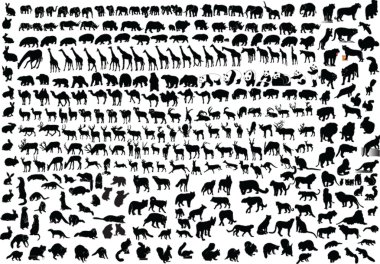 Collection of wild animals - vector clipart