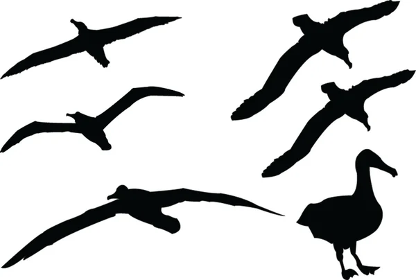 Albatross collection — Stock Vector