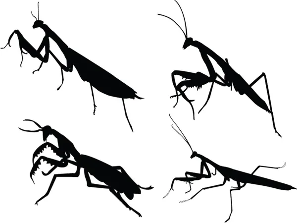 Devotee bug silhouette — Stock Vector