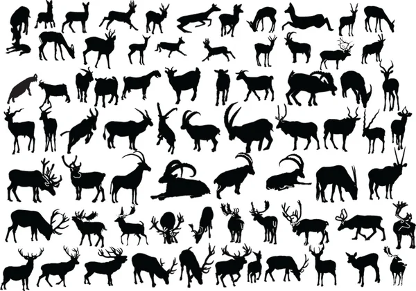 Wild animal collection — Stock Vector