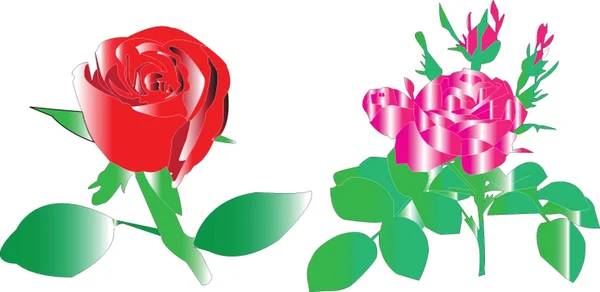 stock vector Two roses